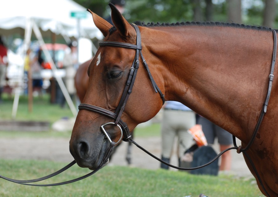 Bay horse wearing a standing martingale 