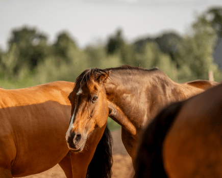 Pictured is a bay mare between two other horses with her ears flat back looking angry and moody
