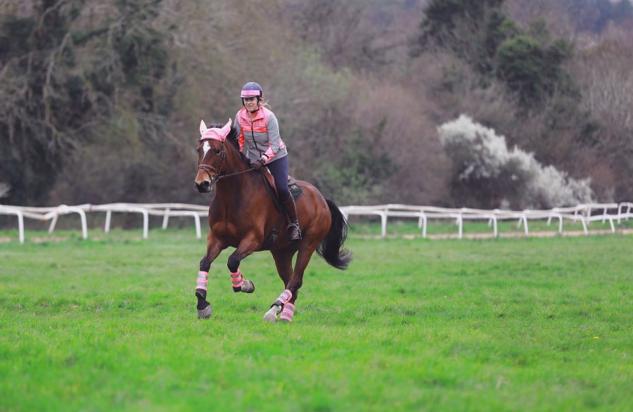Pictured is a horse and rider hacking in an open space