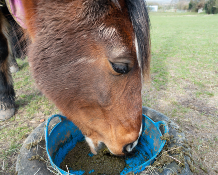 Pictured is a horse eating a mash, which is a soaked feed type similar to Fast Fibre Horse Feed from Allen & Page