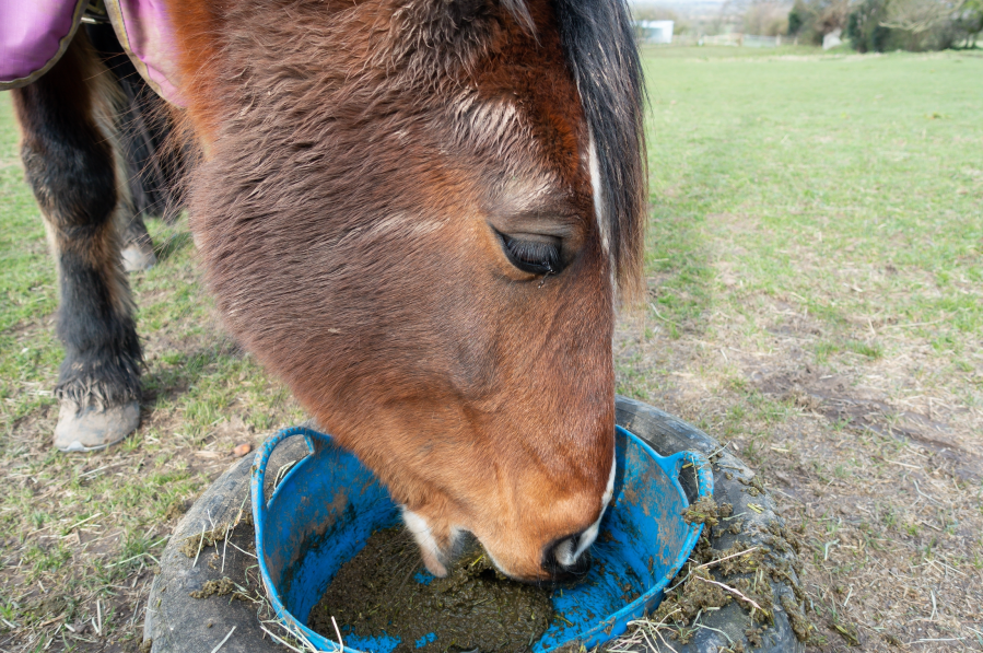 Pictured is a horse eating a mash, which is a soaked feed type similar to Fast Fibre Horse Feed from Allen & Page