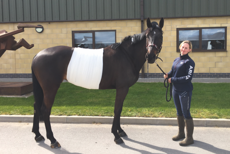 Pictured is May, a mare, with a sterile abdominal bandage on after having colic surgery