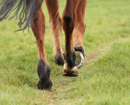 Pictured is a horse walking; fetlocks, knees and stifles are synovial horse joints
