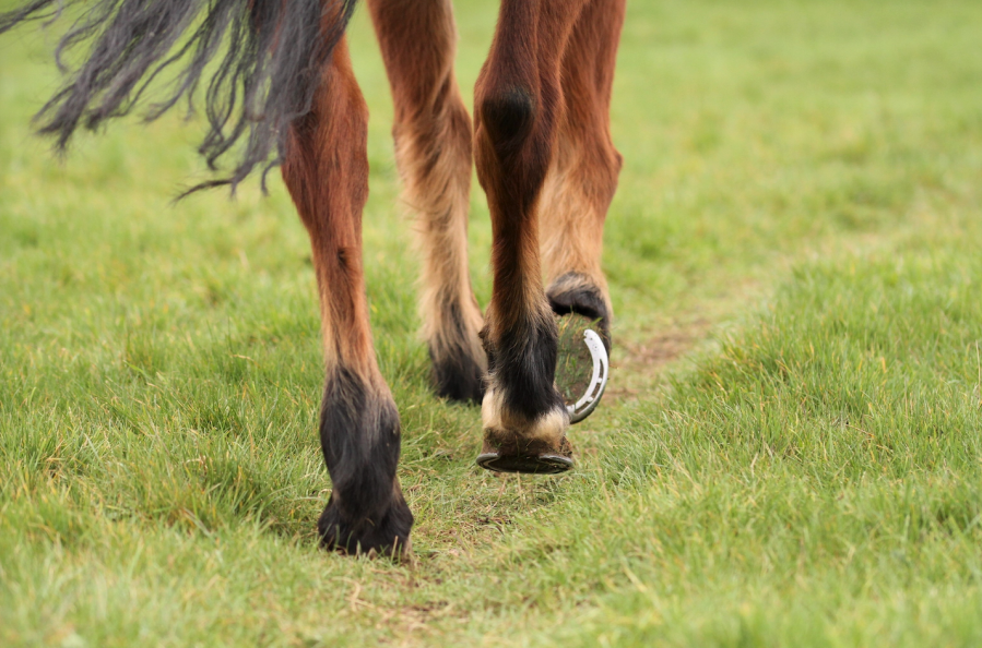 Pictured is a horse walking; fetlocks, knees and stifles are synovial horse joints