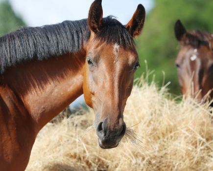 Pictured are two horses eating hay - the core of horse diet - with one horse turning its head to look at the camera