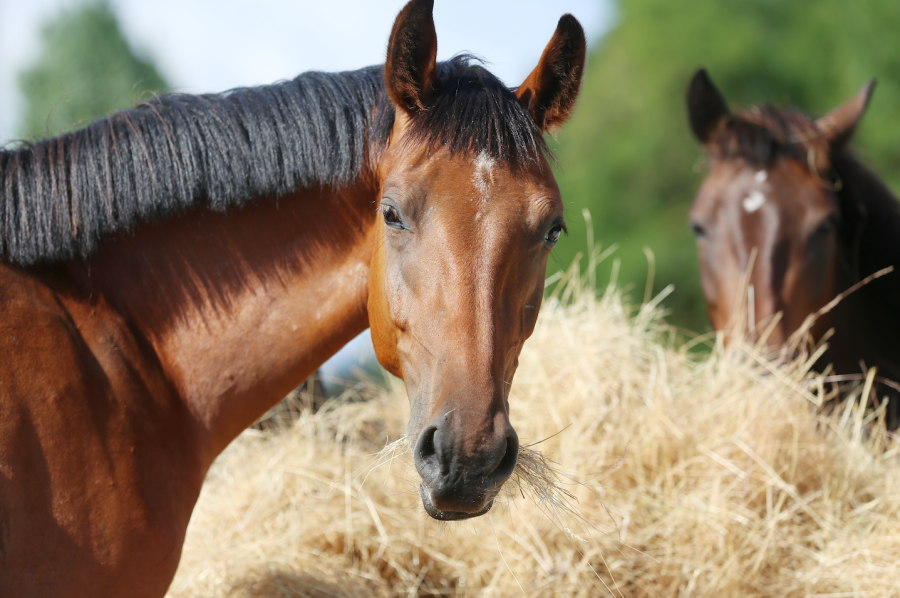 Pictured are two horses eating hay - the core of horse diet - with one horse turning its head to look at the camera