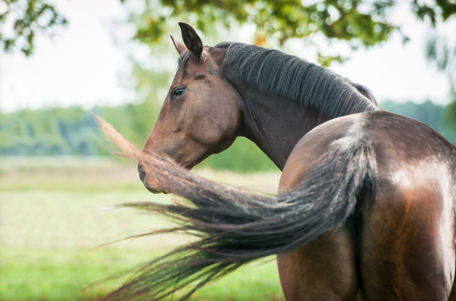 Pictured is a dark bay horse looking back towards the camera, which is behind them, as they swish their tail — tail swishing can be a sign that sheath cleaning is required