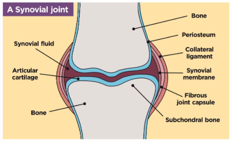 A diagram of a horse's synovial knee joint is shown