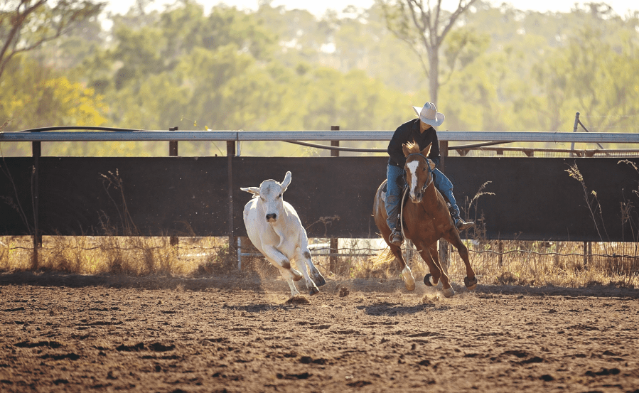 Pictured is a horse and rider rounding up a cow; this is the root of Western horse riding style