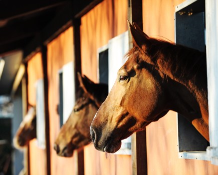 Pictured are three horses looking out over their stable doors
