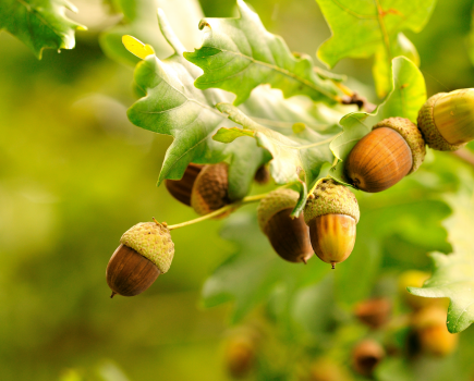 Acorns are pictured on a tree. If eaten, acorn toxicity is deadly in horses