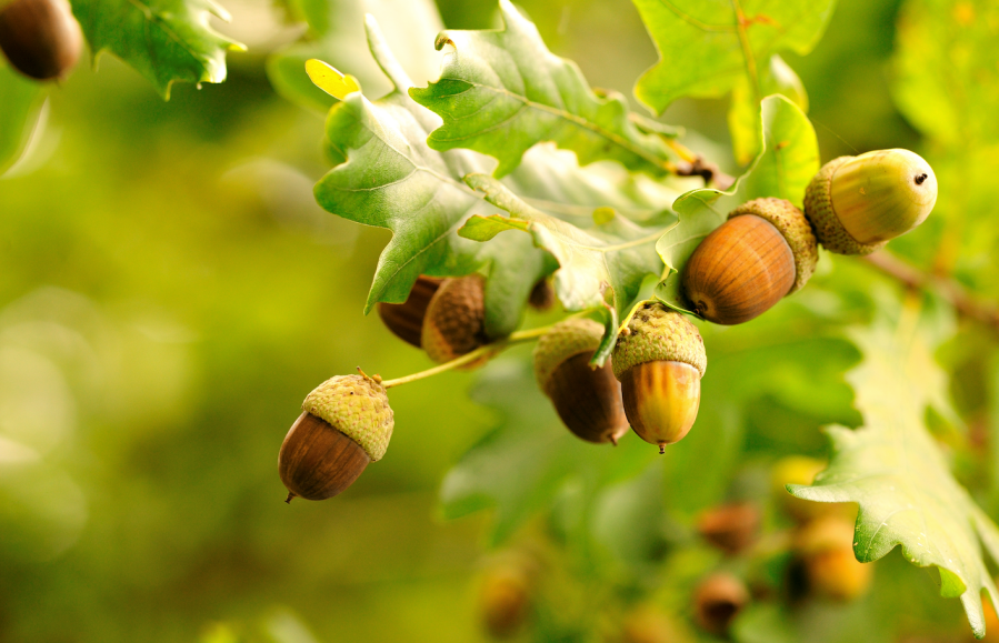 Acorns are pictured on a tree. If eaten, acorn toxicity is deadly in horses