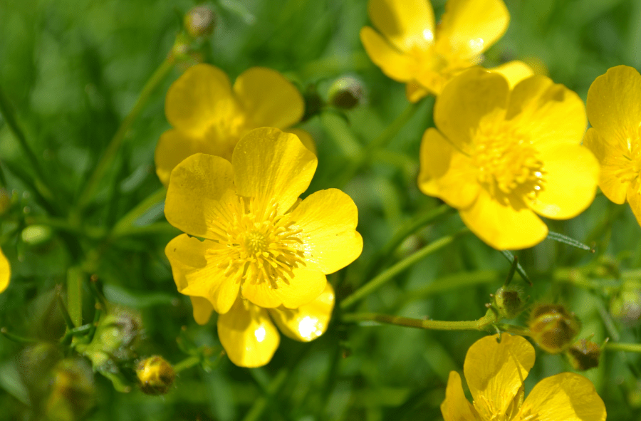 Bright yellow buttercups are pictured