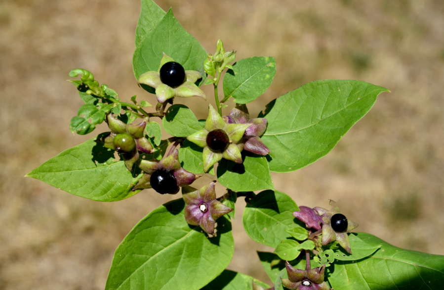 Pictured is Deadly Nightshade, with purple flowers and black berries on it