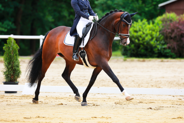 Pictured is a bay horse and rider doing a dressage test on an all-weather surface