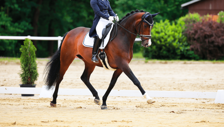 Pictured is a bay horse and rider doing a dressage test on an all-weather surface