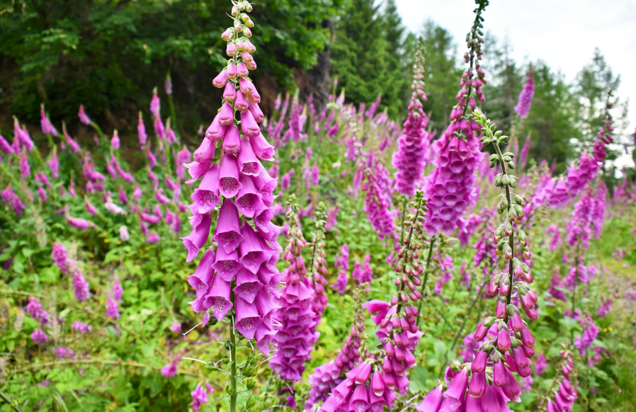 Poisonous plants: Foxglove is pictured 