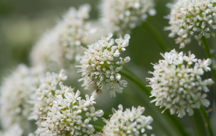 Pictured is hemlock, which is poisonous to horses