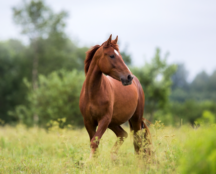 Pictured is a chestnut horse walking in a field that is free from poisonous plants