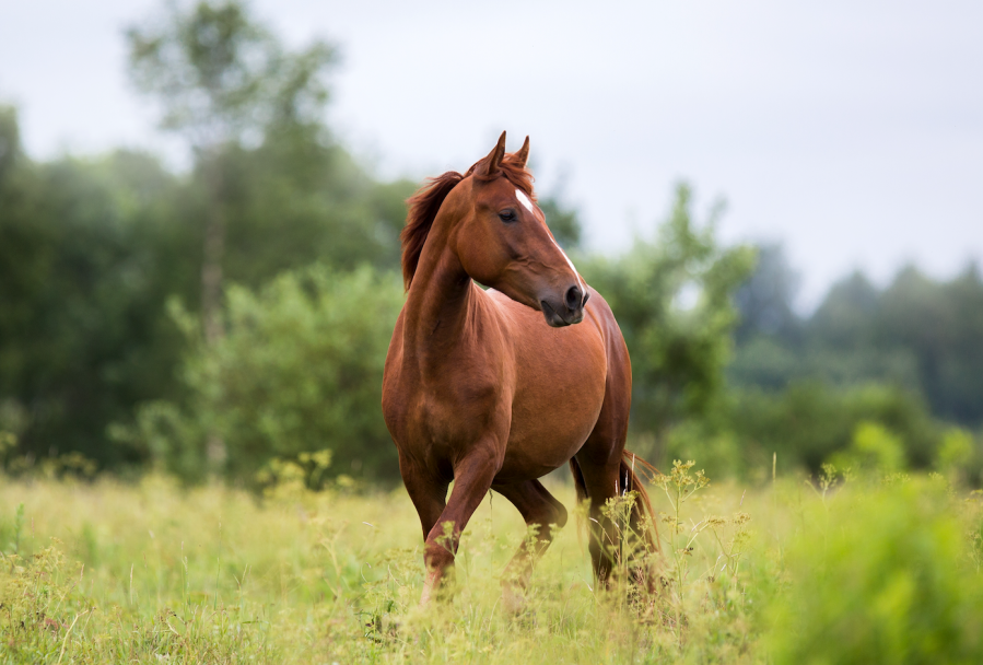 Pictured is a chestnut horse walking in a field that is free from poisonous plants