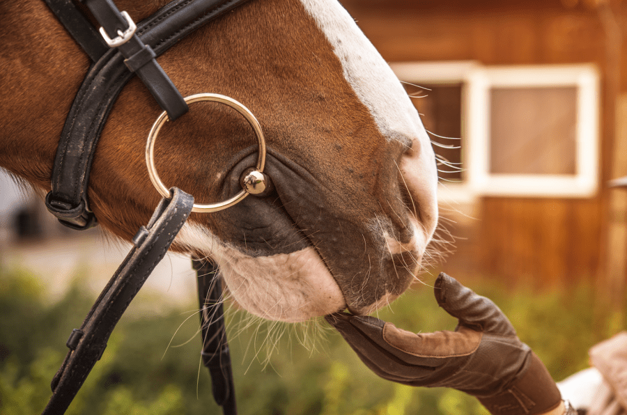 Pictured is a close up view of a horse's mouth, sideways on, showing the ring of a snaffle bit