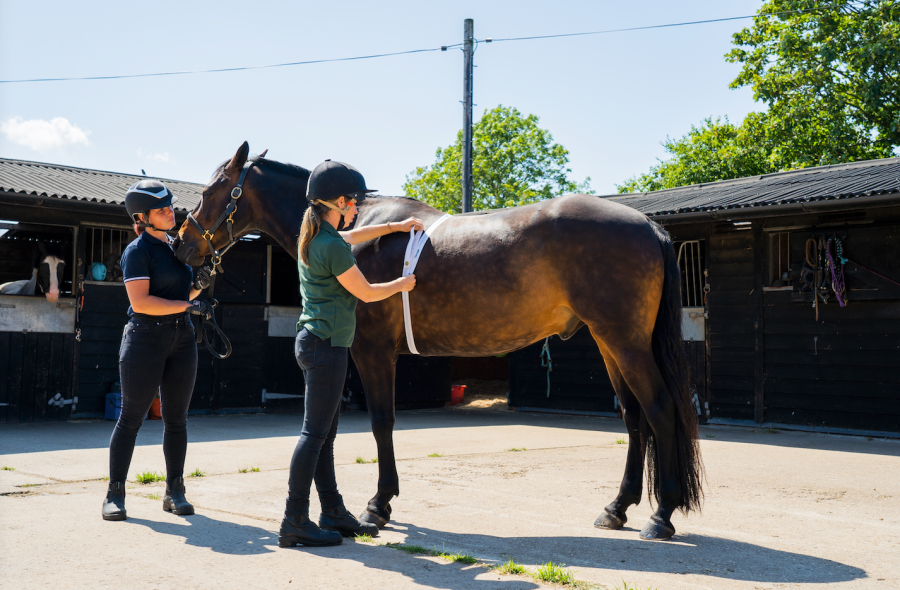 Pictured is a horse being weighed with a weigh tape