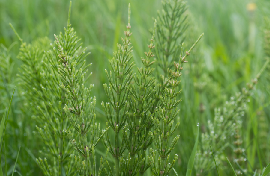 Horsetail is pictured. This is one of the plants that is poisonous to horses