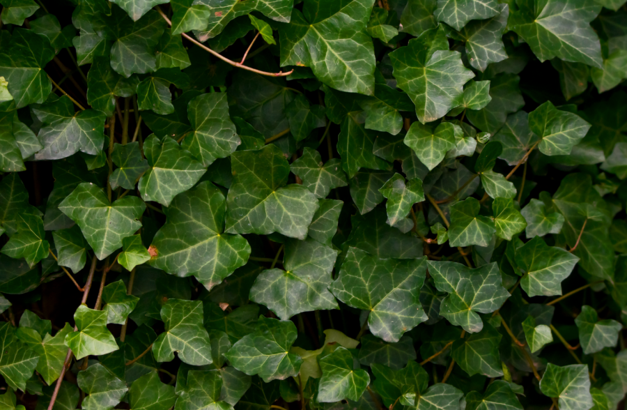 Ivy is pictured, a common plant that is poisonous to horses 