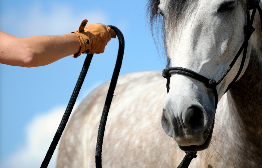 Pictured is a handler training a horse using natural horsemanship methods