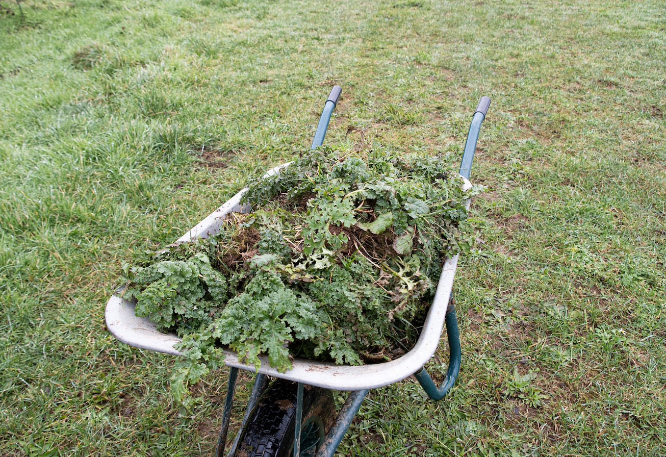 Image showcasing Poisonous plants for horses: could you spot these in your field?