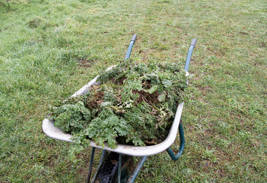 Pictured is pulled ragwort, one of many poisonous plants, in a wheelbarrow