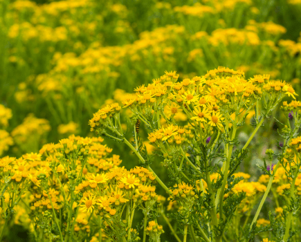 Ragwort is pictured