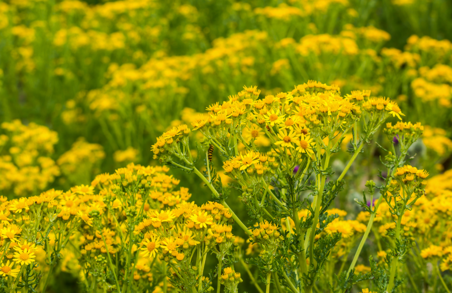 Ragwort is pictured