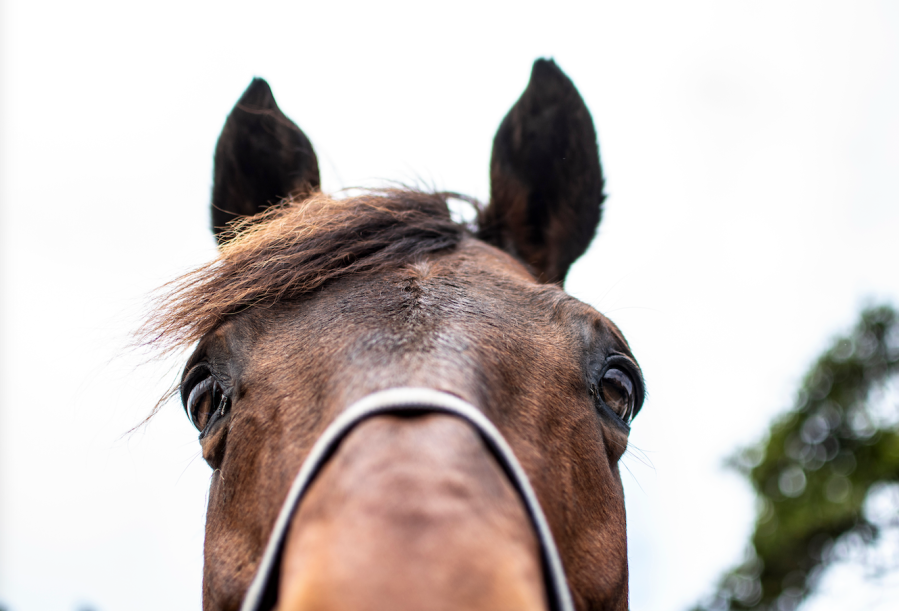 Pictured is the top half of a horse's head, with their ears pricked, as though they are looking down through the camera lens