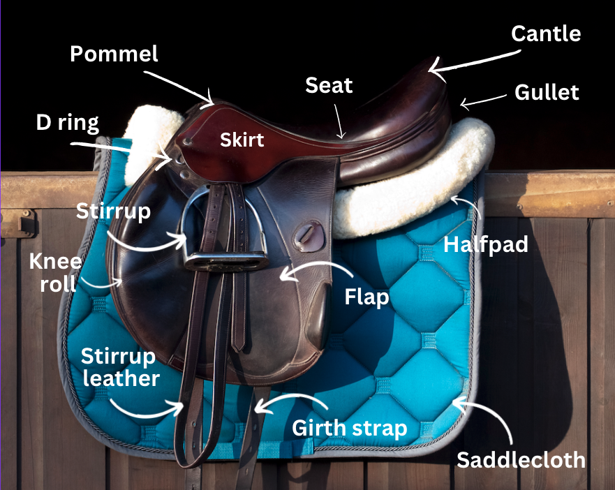 Pictured is a saddle, an essential item of horse tack, with its different parts labelled.