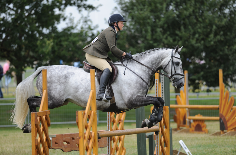 Pictured is a horse jumping, wearing a numnah under their saddle