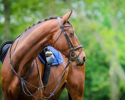 Pictured is a horse wearing a saddle and bridle, which are two items of essential tack