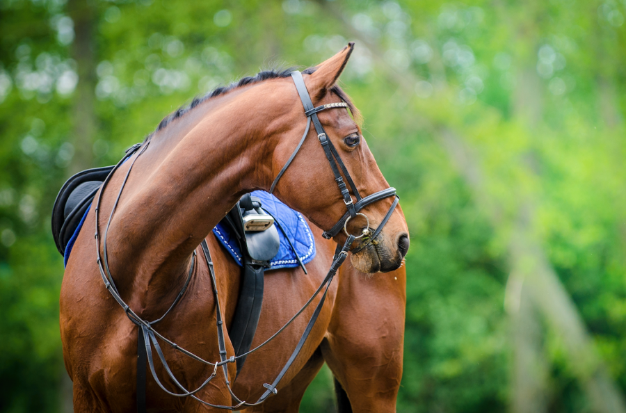 Pictured is a horse wearing a saddle and bridle, which are two items of essential tack