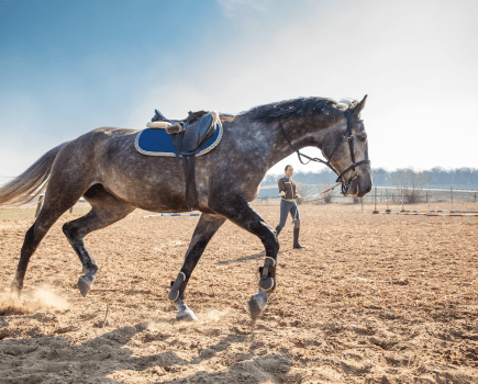 Pictured is a lady lunging a grey horse in a saddle and bridle