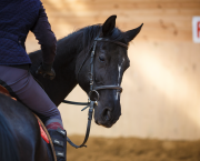 Pictured is a young black horse turning their head to look back at the saddle and rider