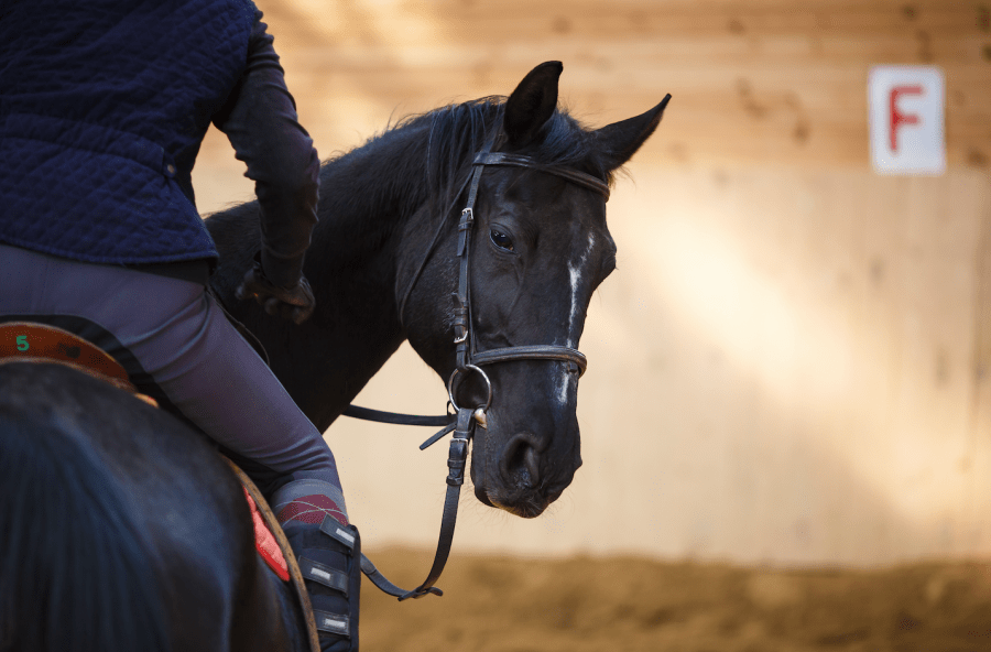 Pictured is a young black horse turning their head to look back at the saddle and rider