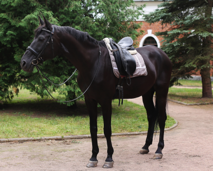 Pictured is a black horse wearing the following tack: a dressage saddle and snaffle bridle