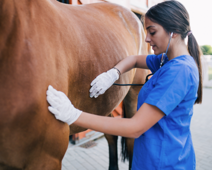 Pictured is a female equine vet listening to a horse's heartbeat