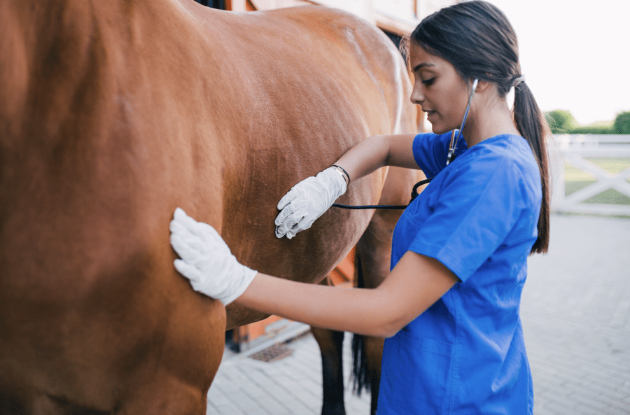 Pictured is a female equine vet listening to a horse's heartbeat
