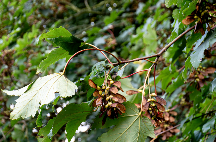 Pictured are deadly seedlings on a sycamore tree