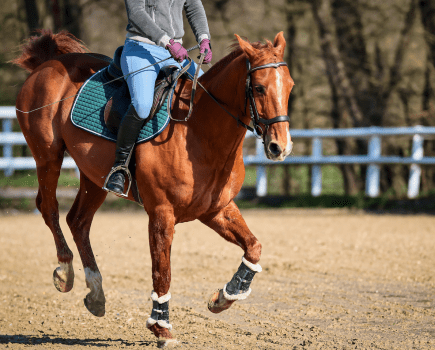 Pictured is a chestnut horse bucking with a rider on board