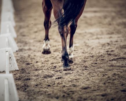 Pictured is a close up of a horse trotting in a dressage arena; riding in draw reins for horses is a controversial topic