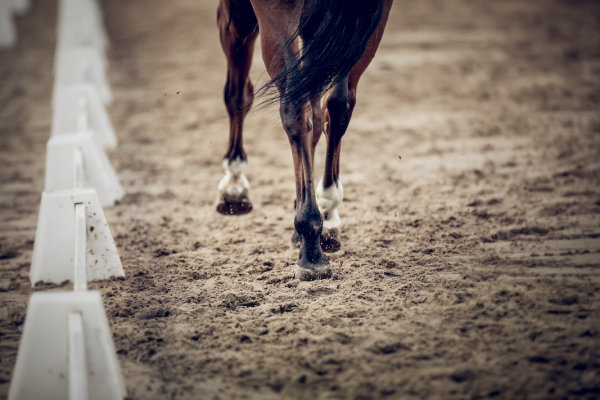Pictured is a close up of a horse trotting in a dressage arena; riding in draw reins for horses is a controversial topic