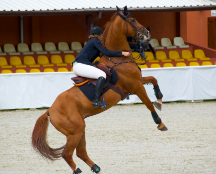 Pictured is a chestnut horse rearing up with a rider on board
