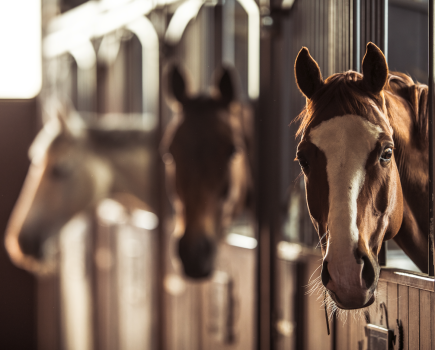 Pictured are three horses looking over their stable doors in an inside barn, an easy place for equine flu to spread